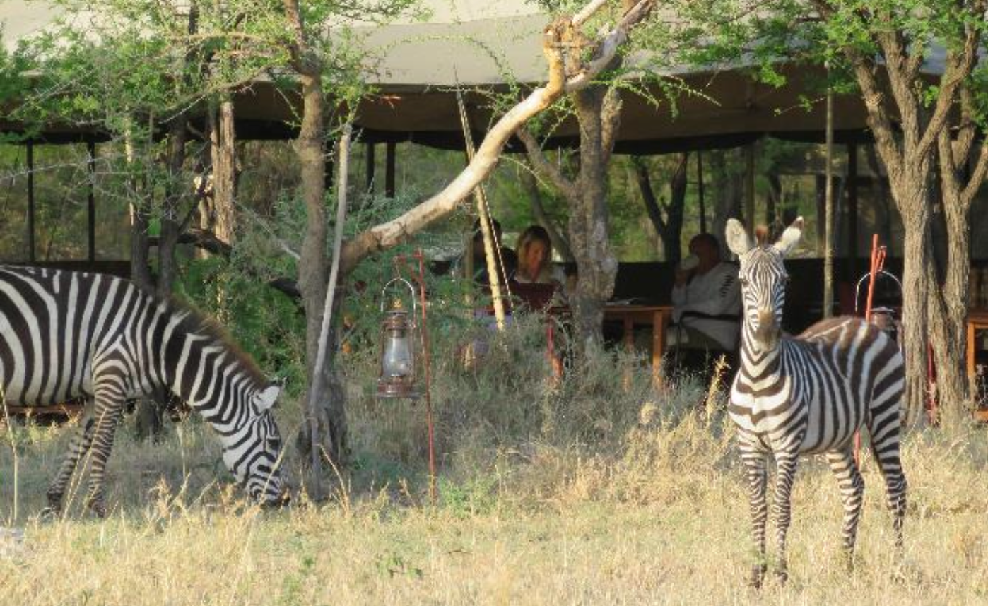 Northern Serengeti: 3 Nights Fly-In Migration Safari