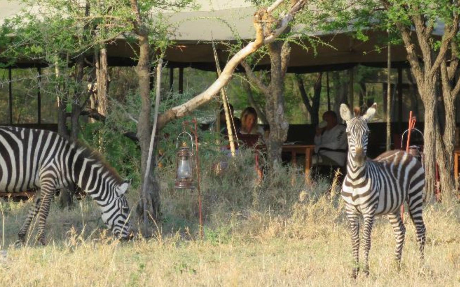 Northern Serengeti: 3 Nights Fly-In Migration Safari