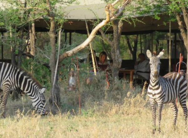 Baby Zebra and adult zebra with mobile camp behind some trees