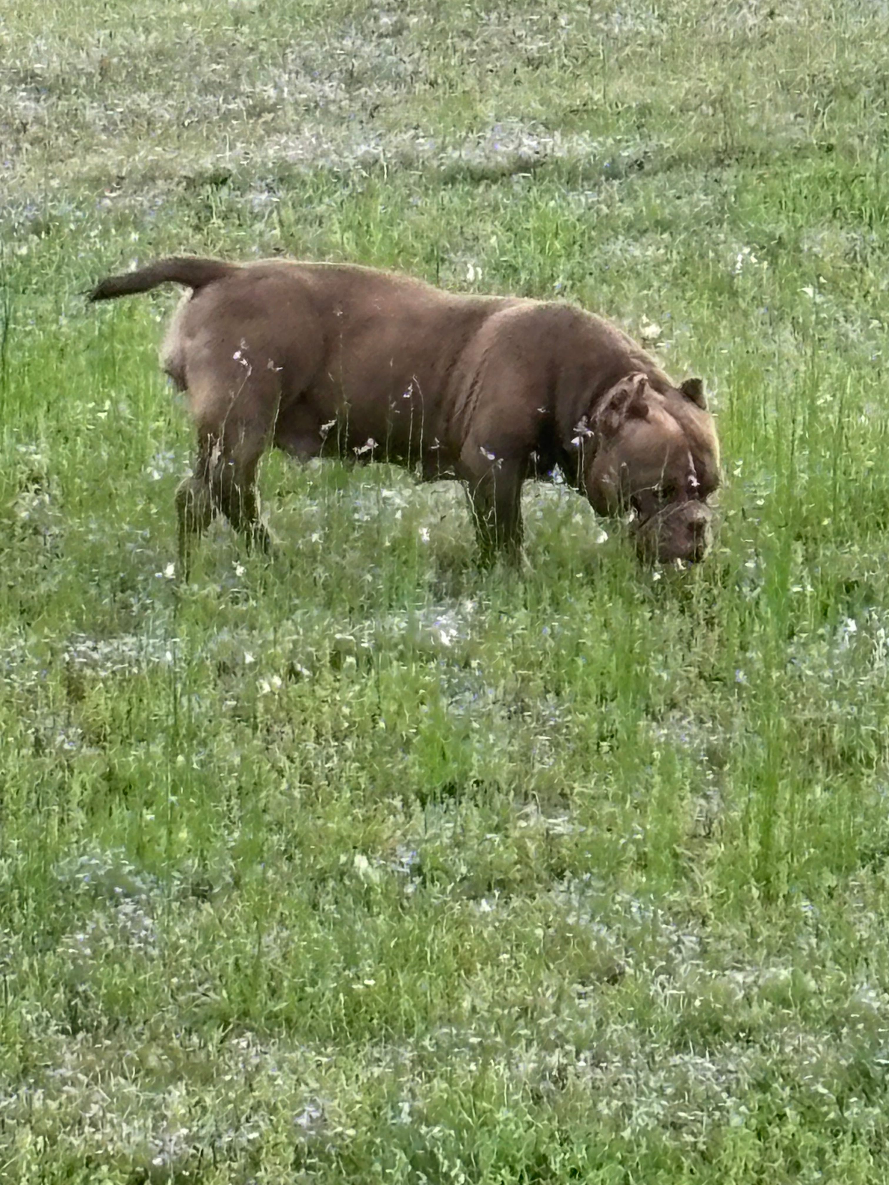 Miss Coco Bean — photo 4