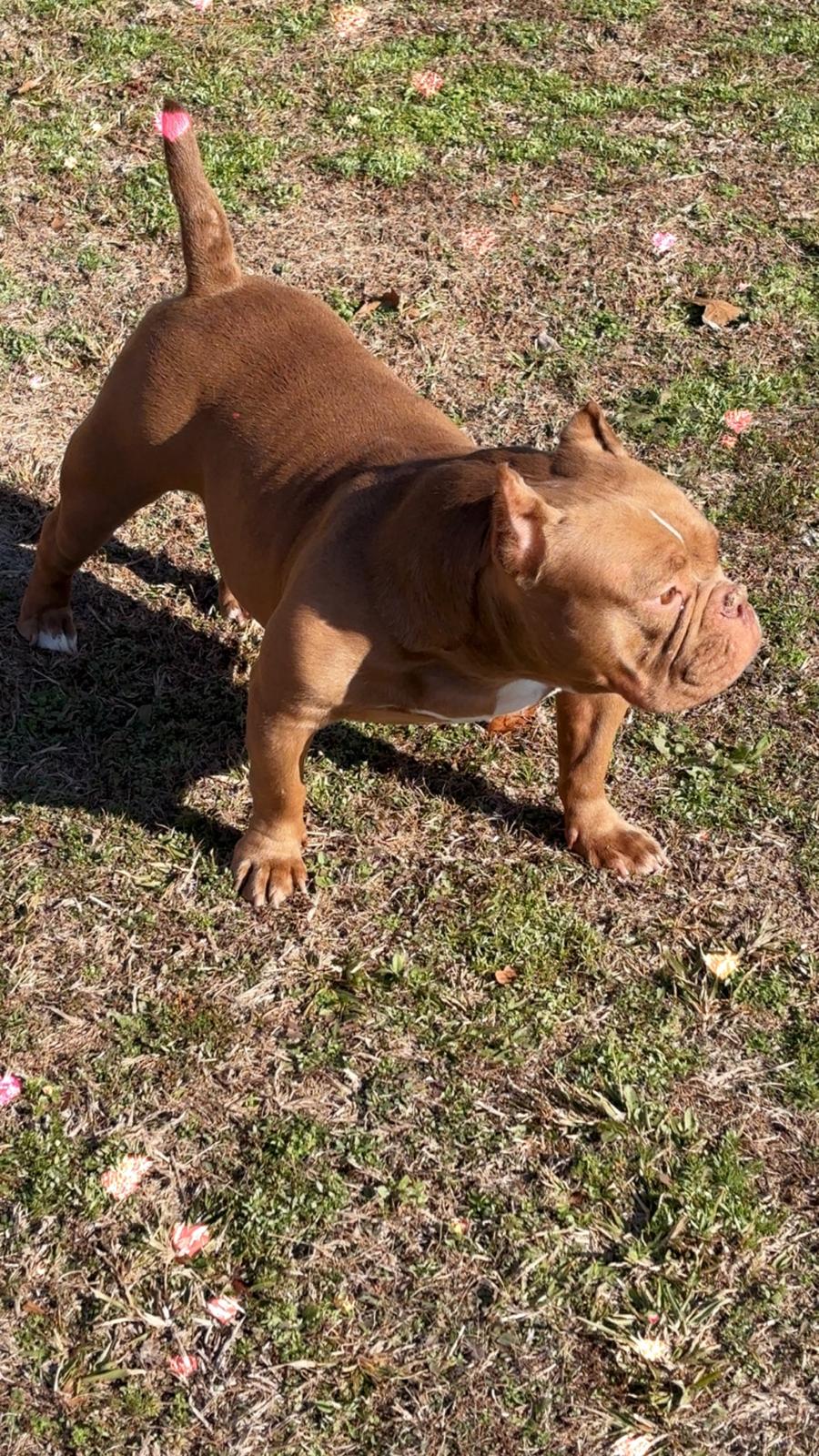 Miss Coco Bean — photo 3