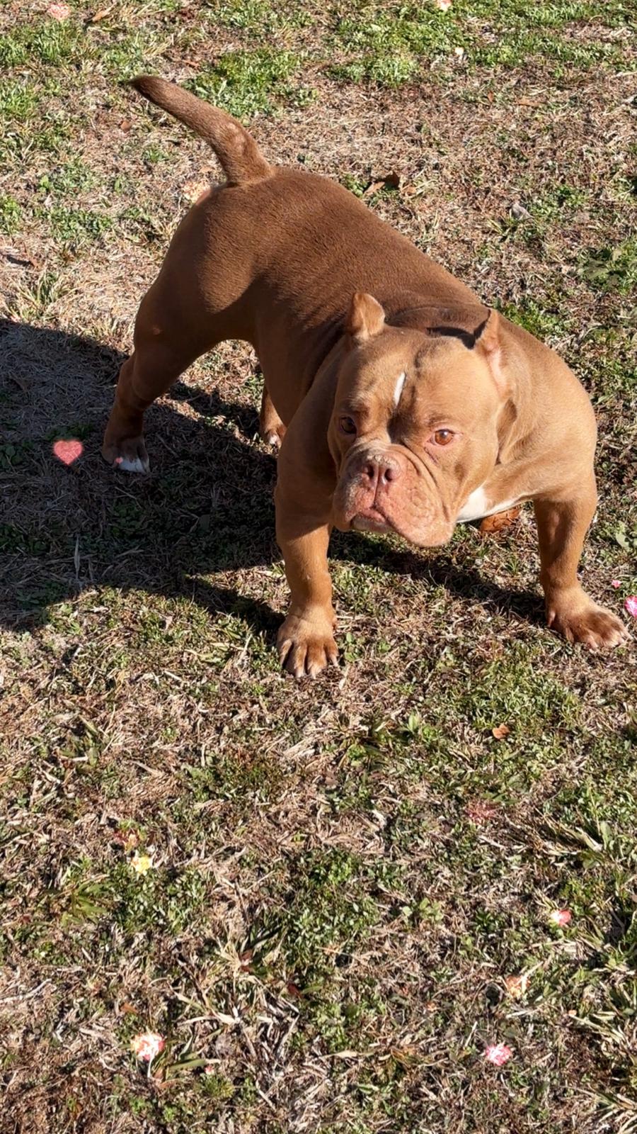 Miss Coco Bean — photo 1