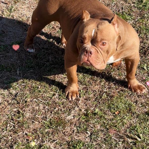Miss Coco Bean