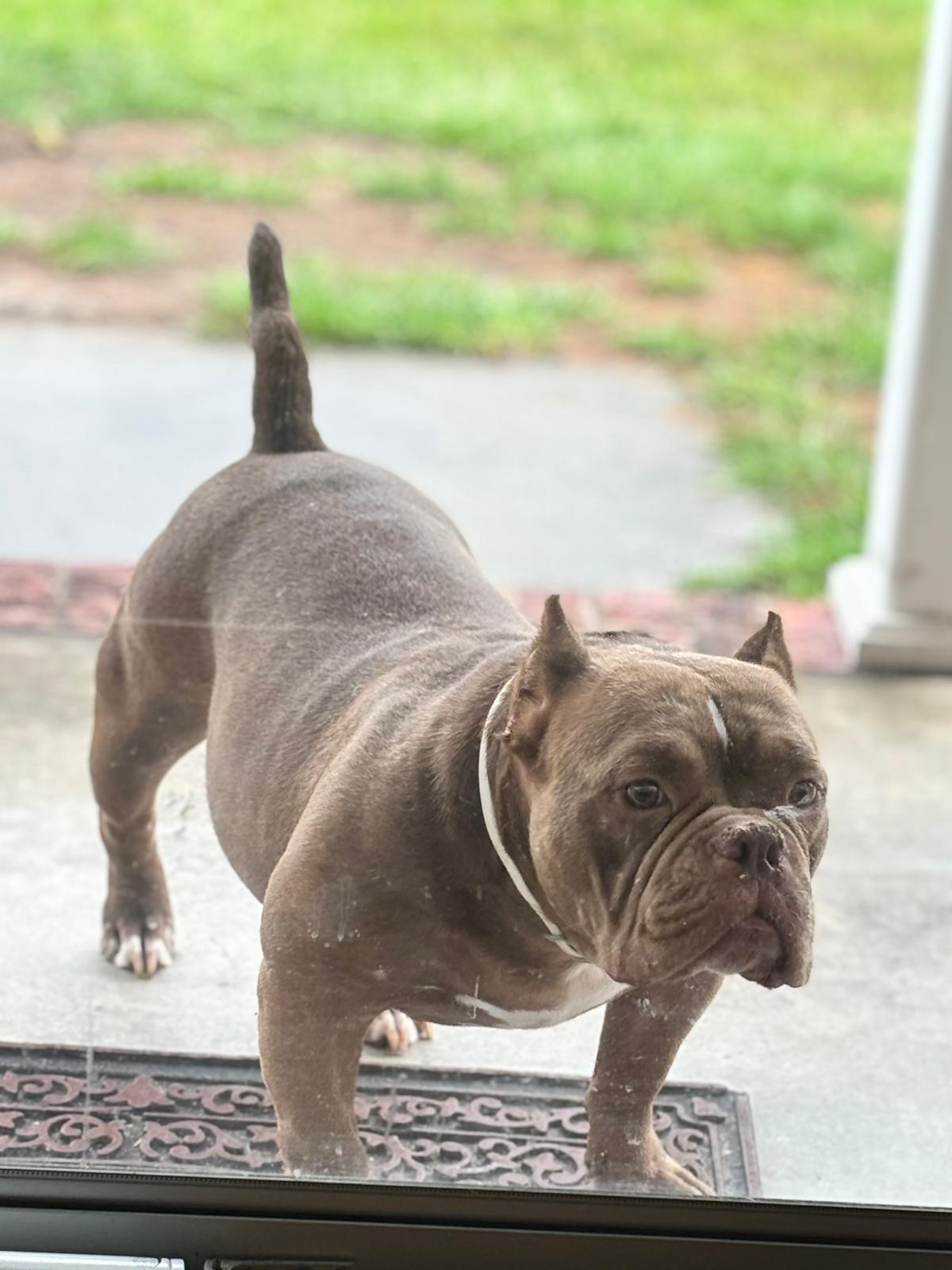 Miss Coco Bean — photo 2