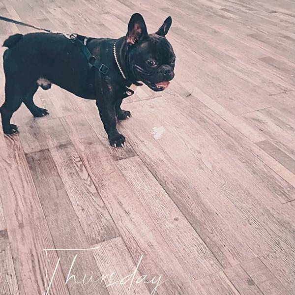 Mr. Gotta Bambino