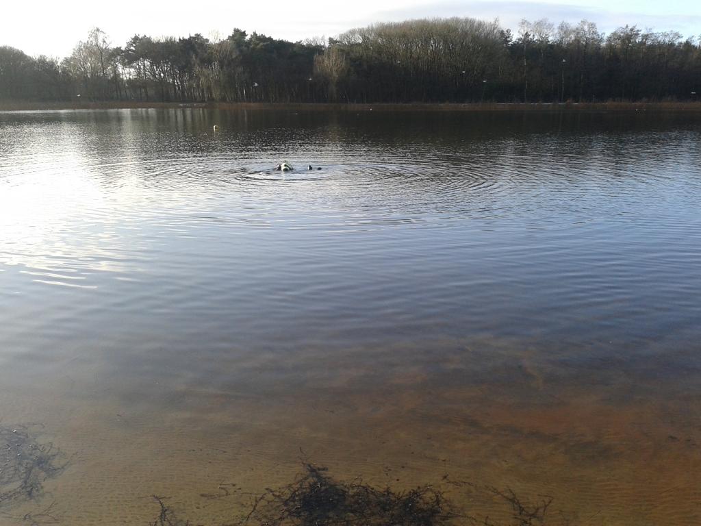 Nieuwjaarsduik 2015