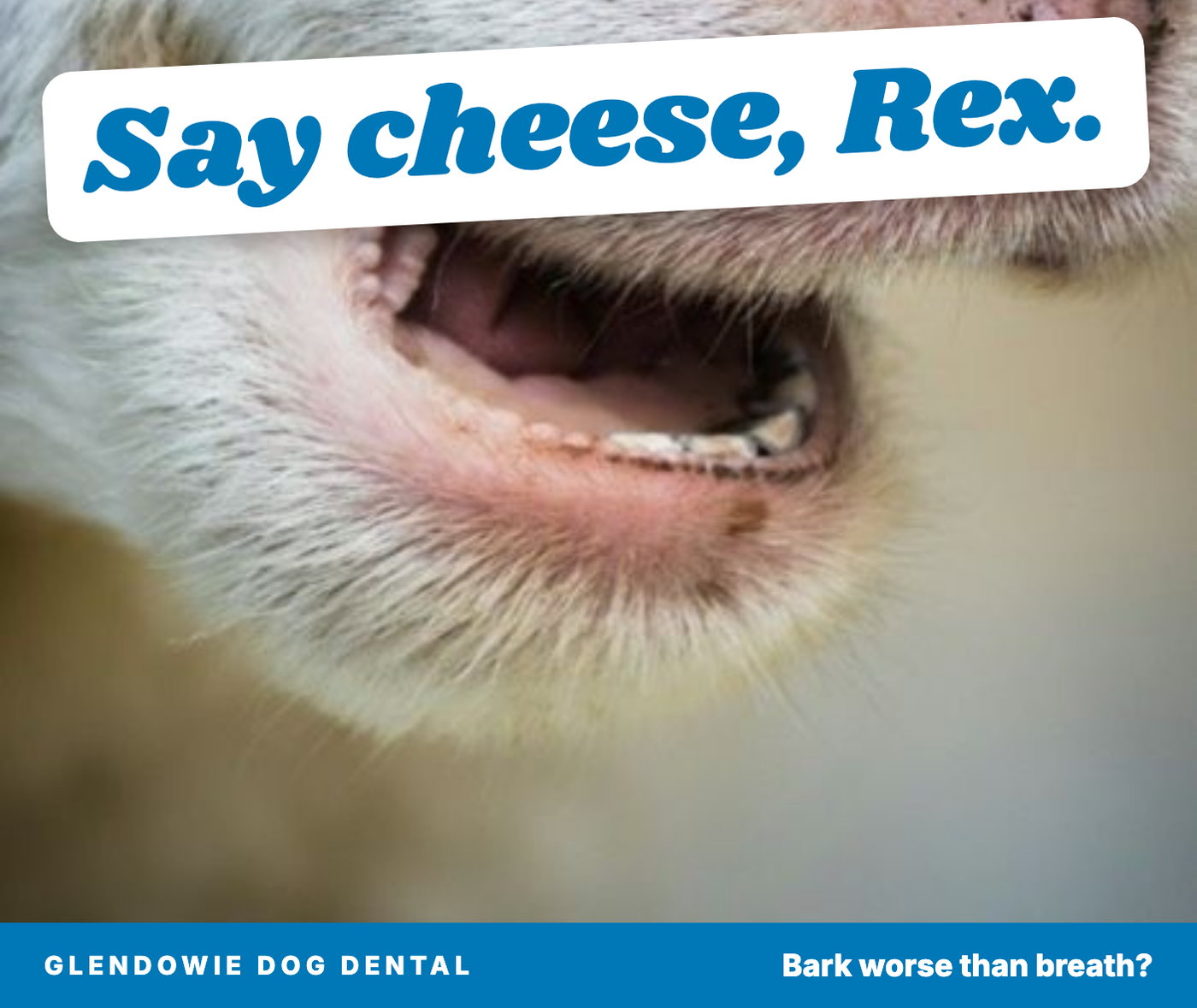 Glendowie Dog Dental: say cheese, Rex.