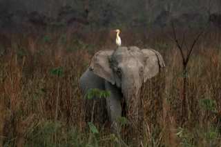 Wildlife pictures by Vir