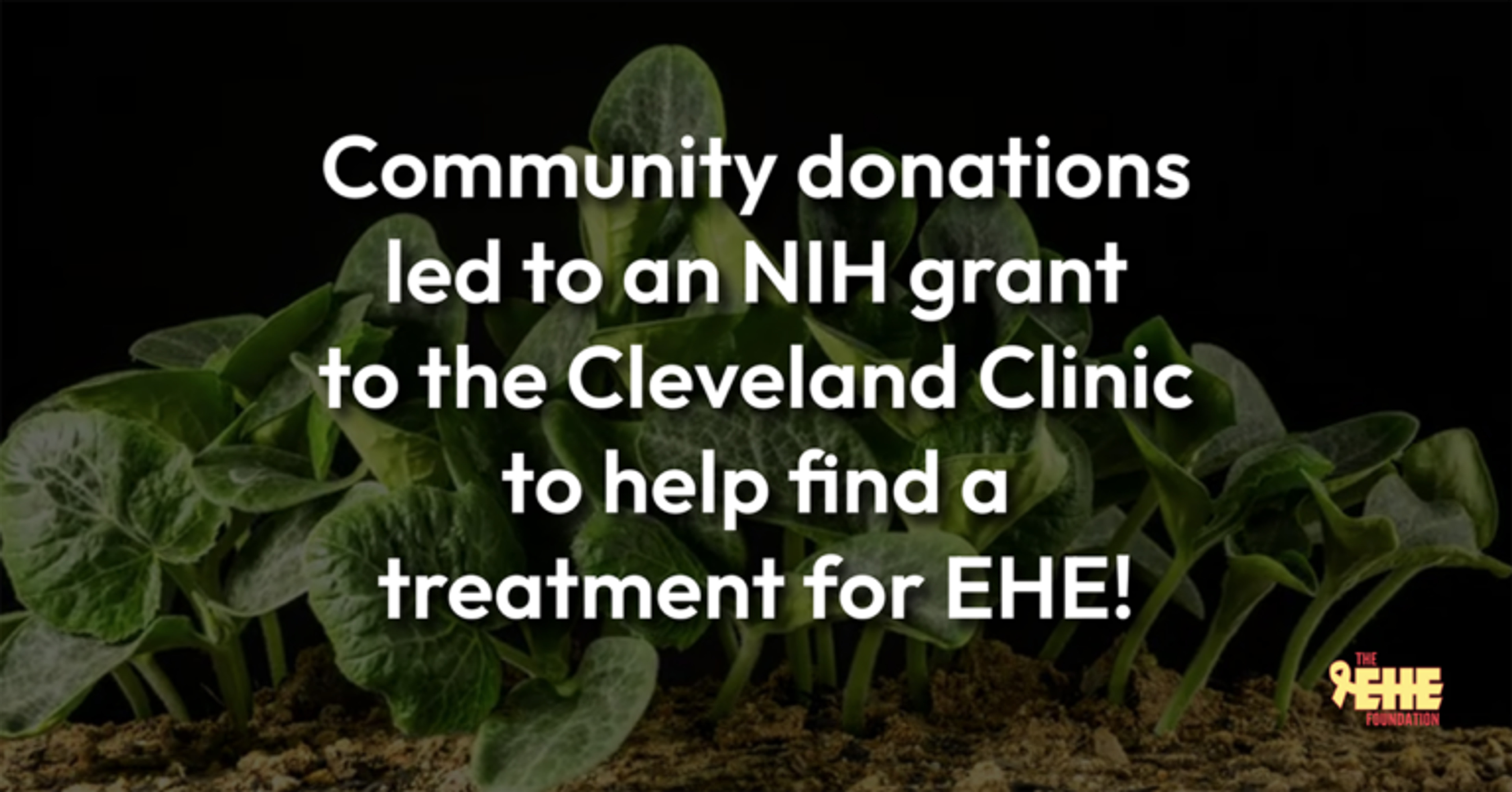 Text over an image of a plant that reads: Community donations led to an NIH grant to the Cleveland Clinic to help find a treatment for EHE!