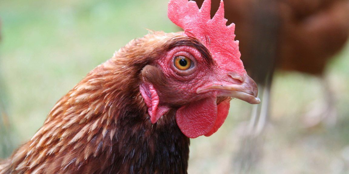 WHY TO NOT EAT ANIMALS