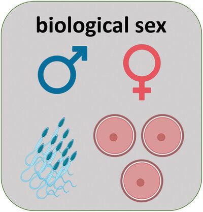 BEYOND THE TEXTBOOK BIOLOGY OF SEX: DICHOTOMY VS DIVERSITY
