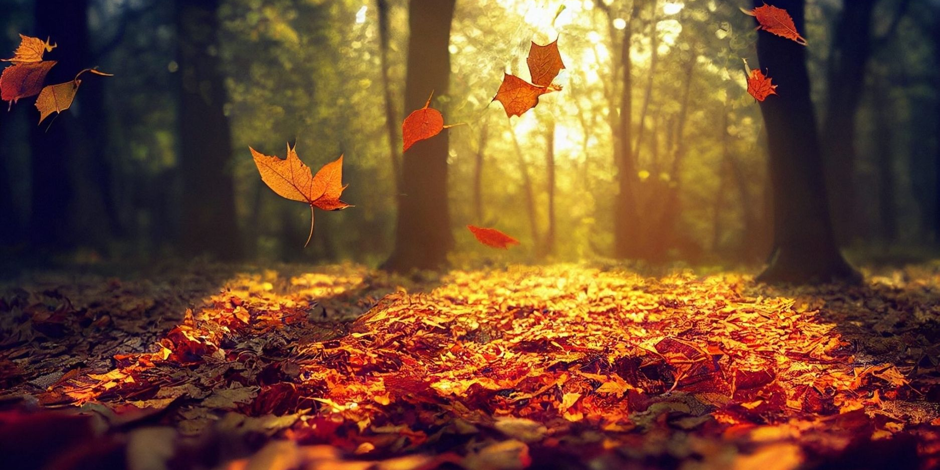 COLOURS OF FALL