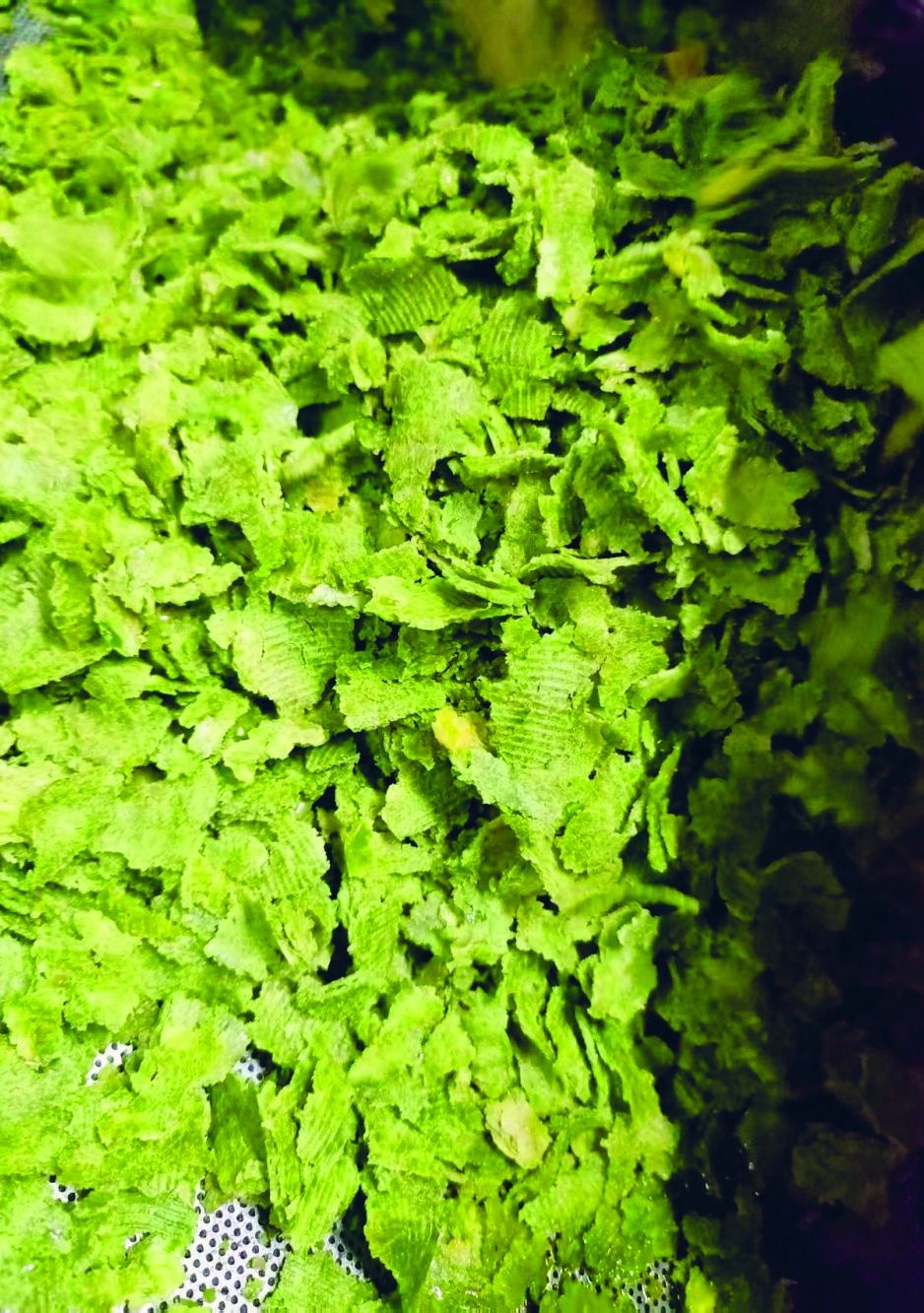 Green soybean meal after oil pressing