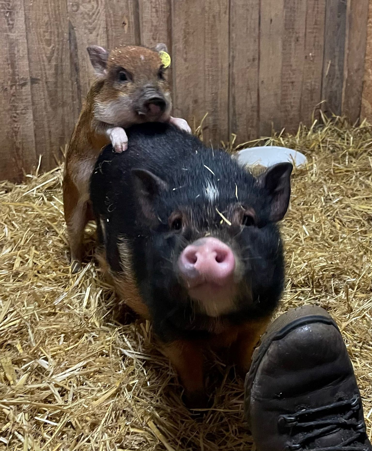 image-854f391b33f69c33479504415a5f711bb78b3a00-1826x2210-jpg