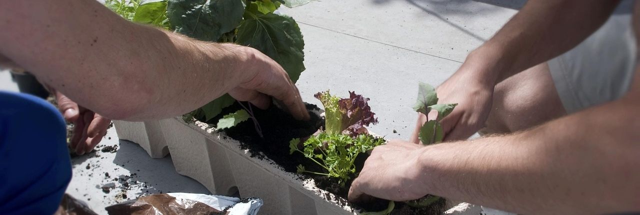 Stimmungsbild für Pflanzservice auf Terrasse oder im Gartenbereich