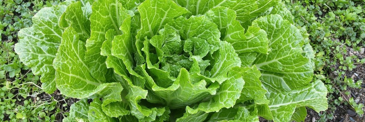 Stimmungsbild für frische Kräuter und Gemüsepflanzen aus eigener Gärtnerei