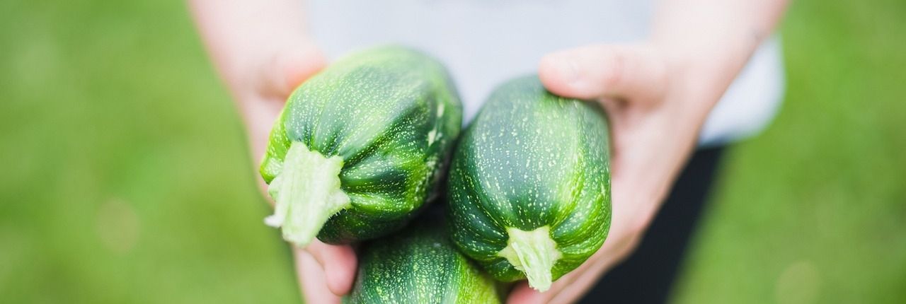 Stimmungsbild für Tomatenpflanzen auf Balkon oder im Gemüsebeet