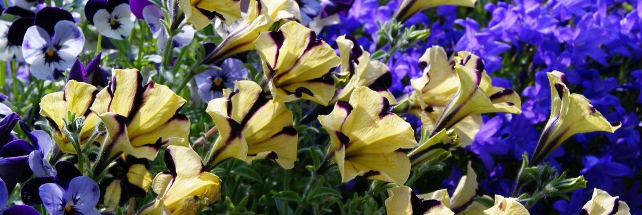 Stimmungsbild für farbintensive Sommerblüher im Kasten oder Kübel