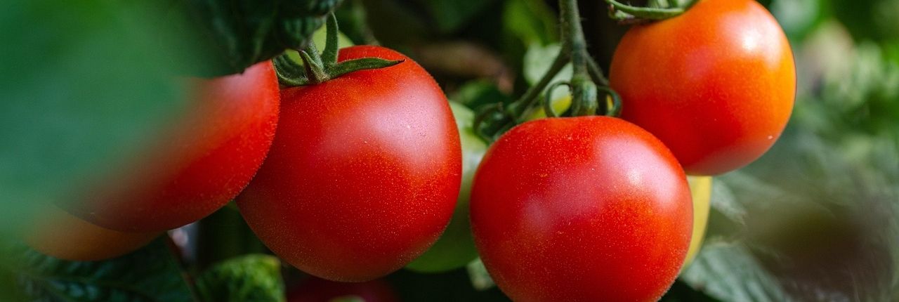 Stimmungsbild für kräftige Gemüsepflanzen mit guter Startqualität