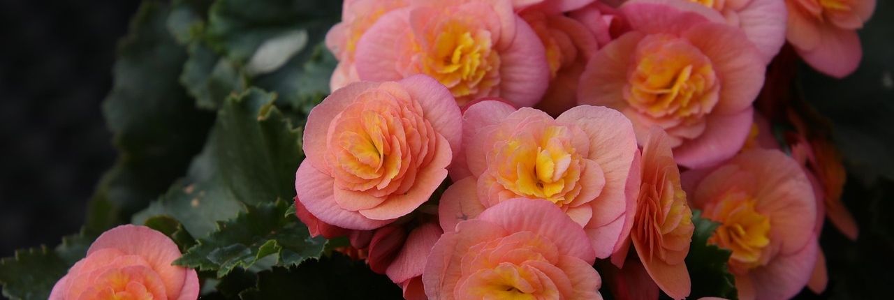 Stimmungsbild für eine würdevolle Trauerfloristik mit ruhiger Farbwirkung