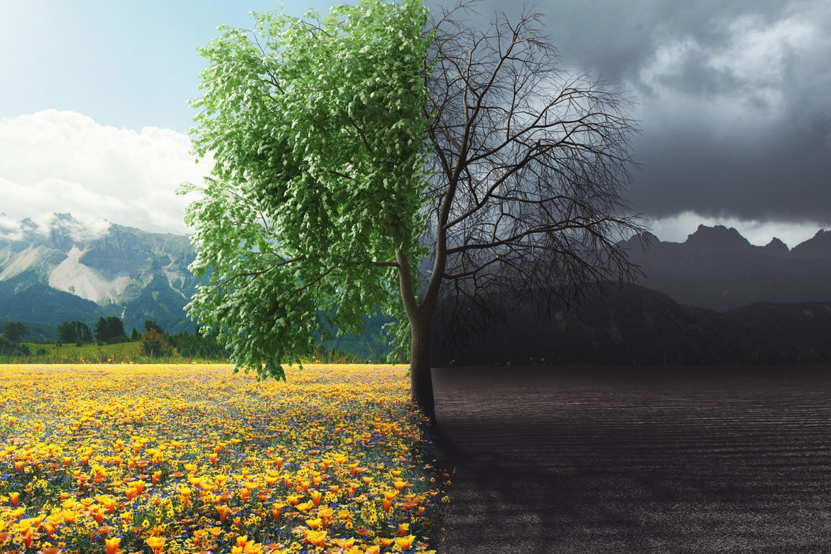 A tree in the centre split into two, one side is the summer with the background representing a bright day and the leaves are green and on the tree and the other side the leaves have fallen and the background represents the winter in the dark
