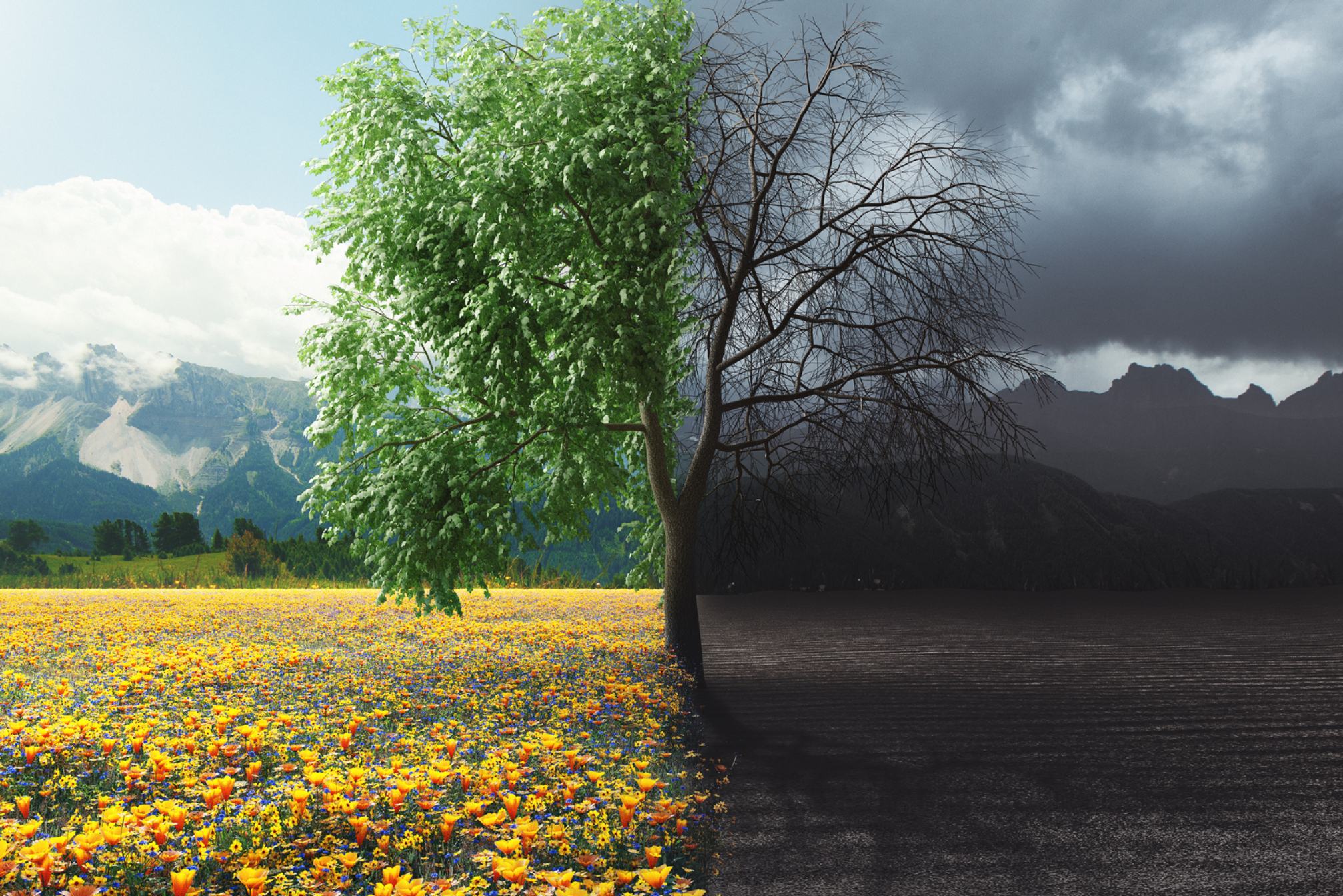A tree in the centre split into two, one side is the summer with the background representing a bright day and the leaves are green and on the tree and the other side the leaves have fallen and the background represents the winter in the dark