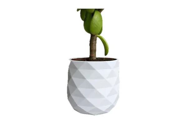 Vaso para suculenta