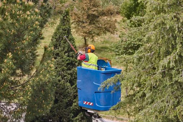The Importance of Regular Tree Trimming in Milwaukie – Keep Your Trees Healthy & Safe