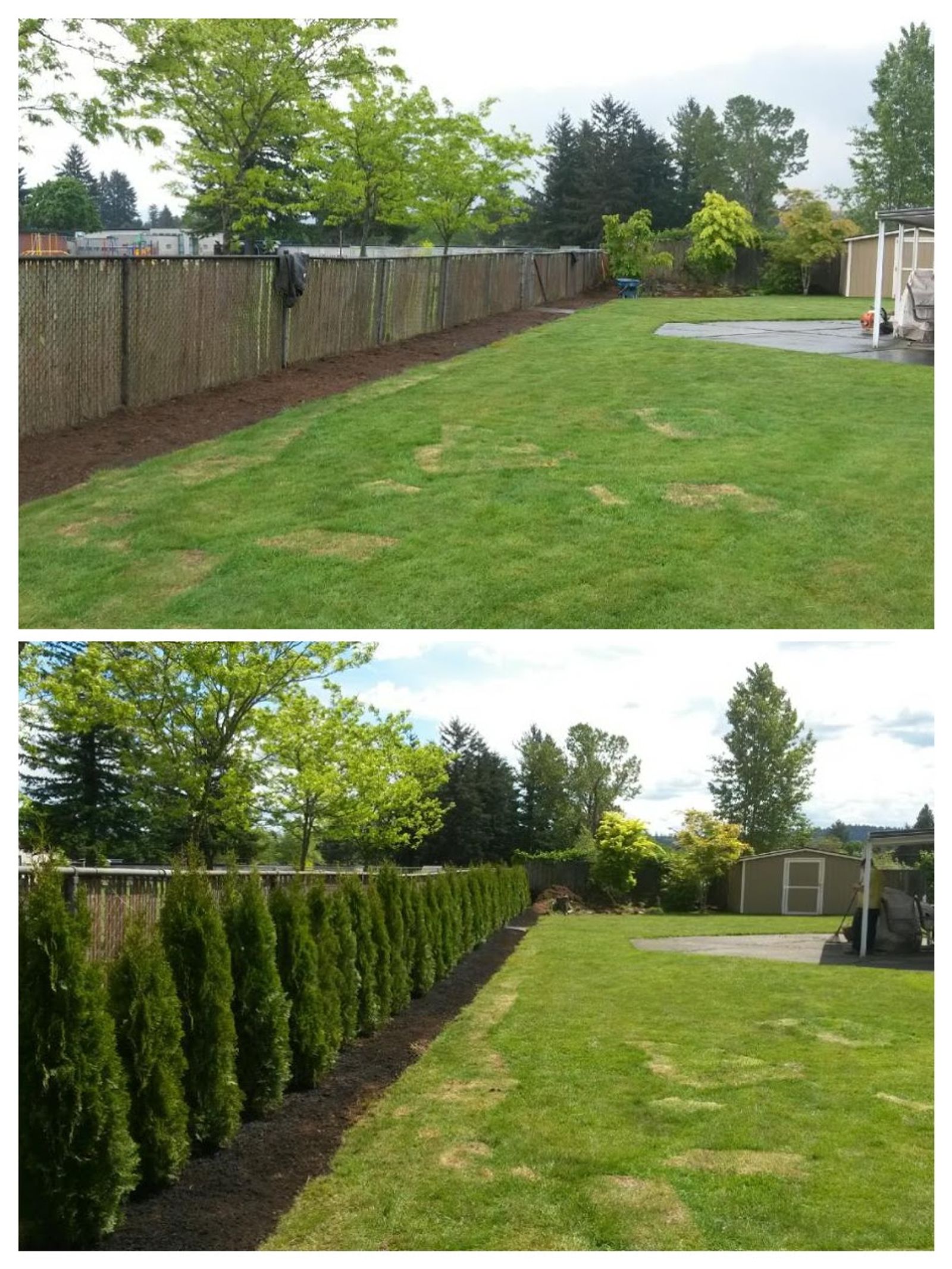 hedge planting