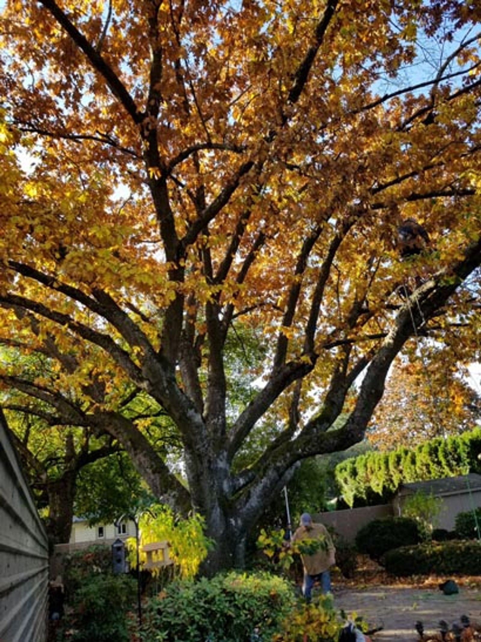 tree and other stuff