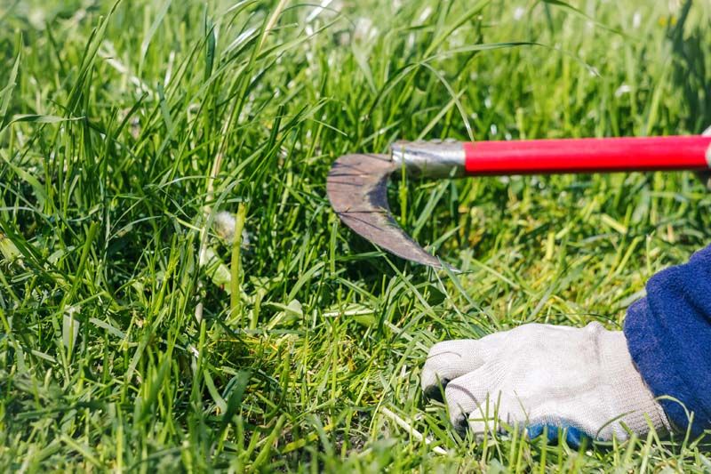 Weeding & Weed Removal