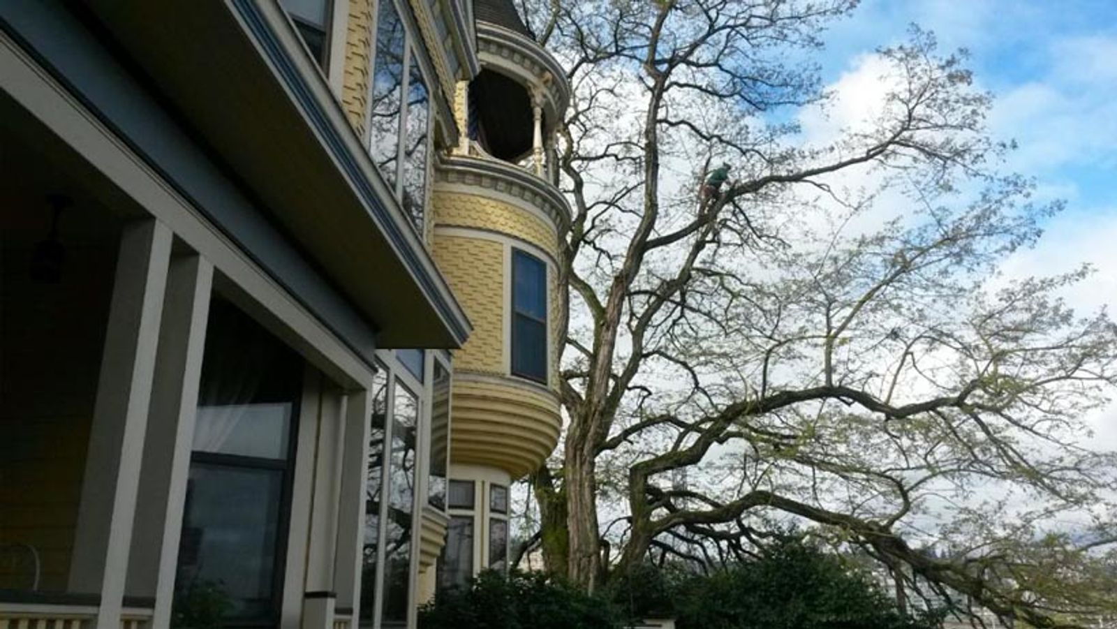 tree and other stuff