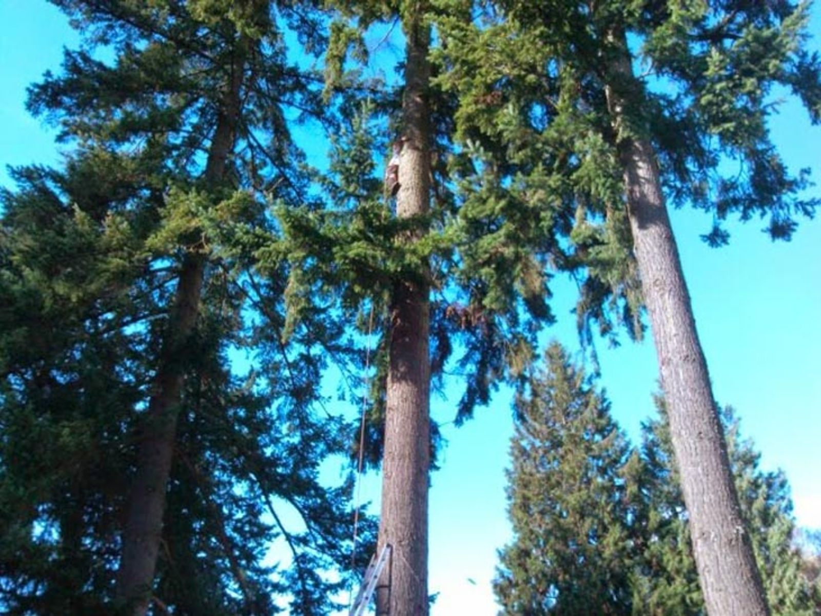 tree and other stuff
