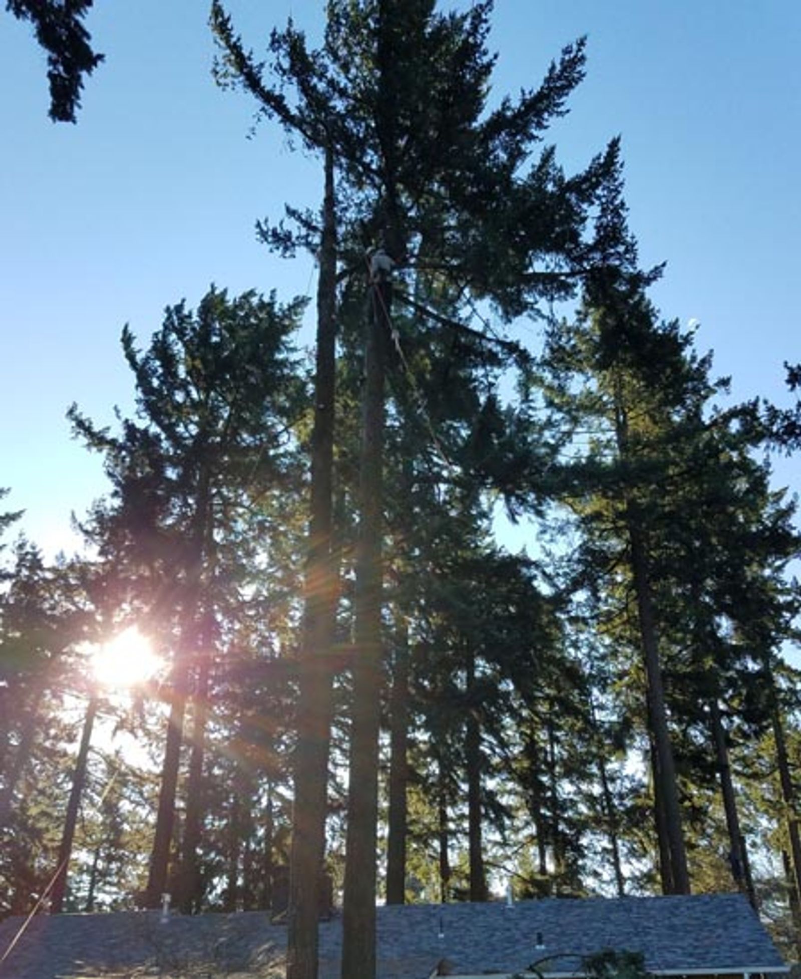 tree and other stuff