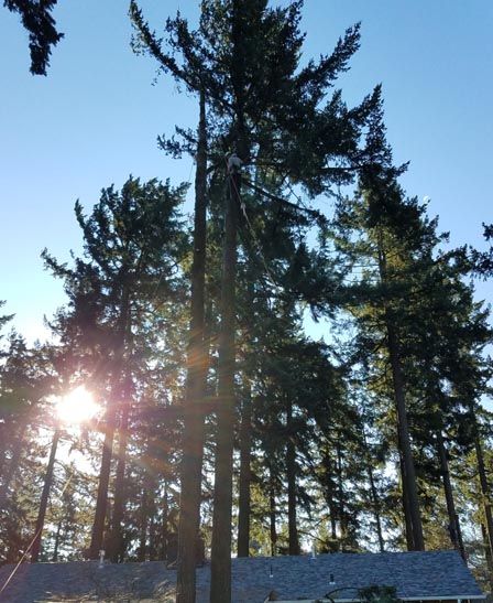 tree and other stuff