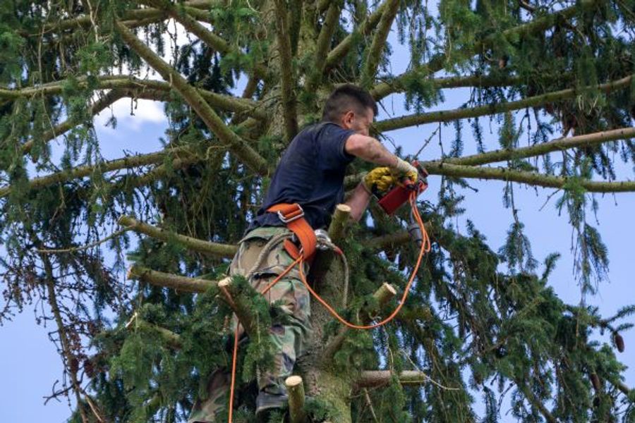 Complete Tree Removal Guide: When, Why, and How to Remove Trees Safely