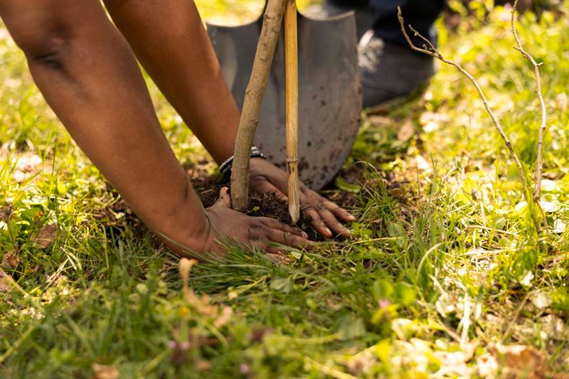 Tree Planting & Transplanting