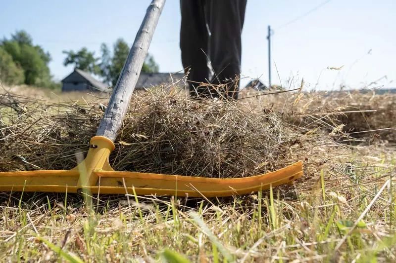 Dethatching & Soil Refresh