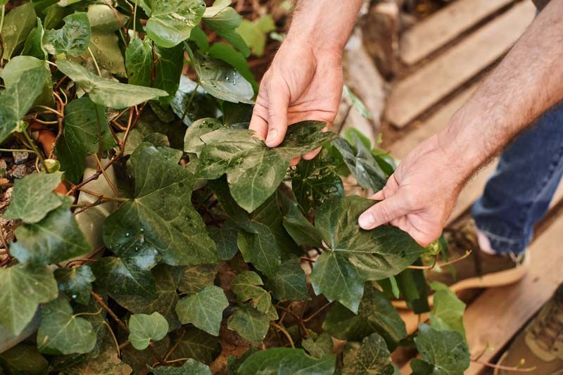Blackberry & Ivy Removal