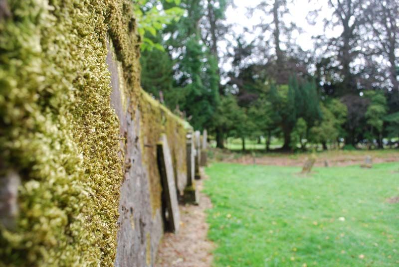 Moss Treatment & Removal