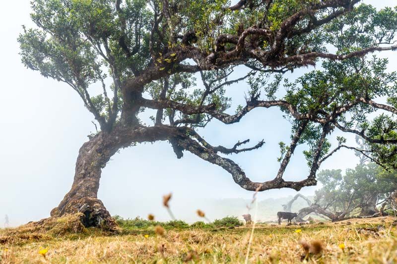 Tree Shaping