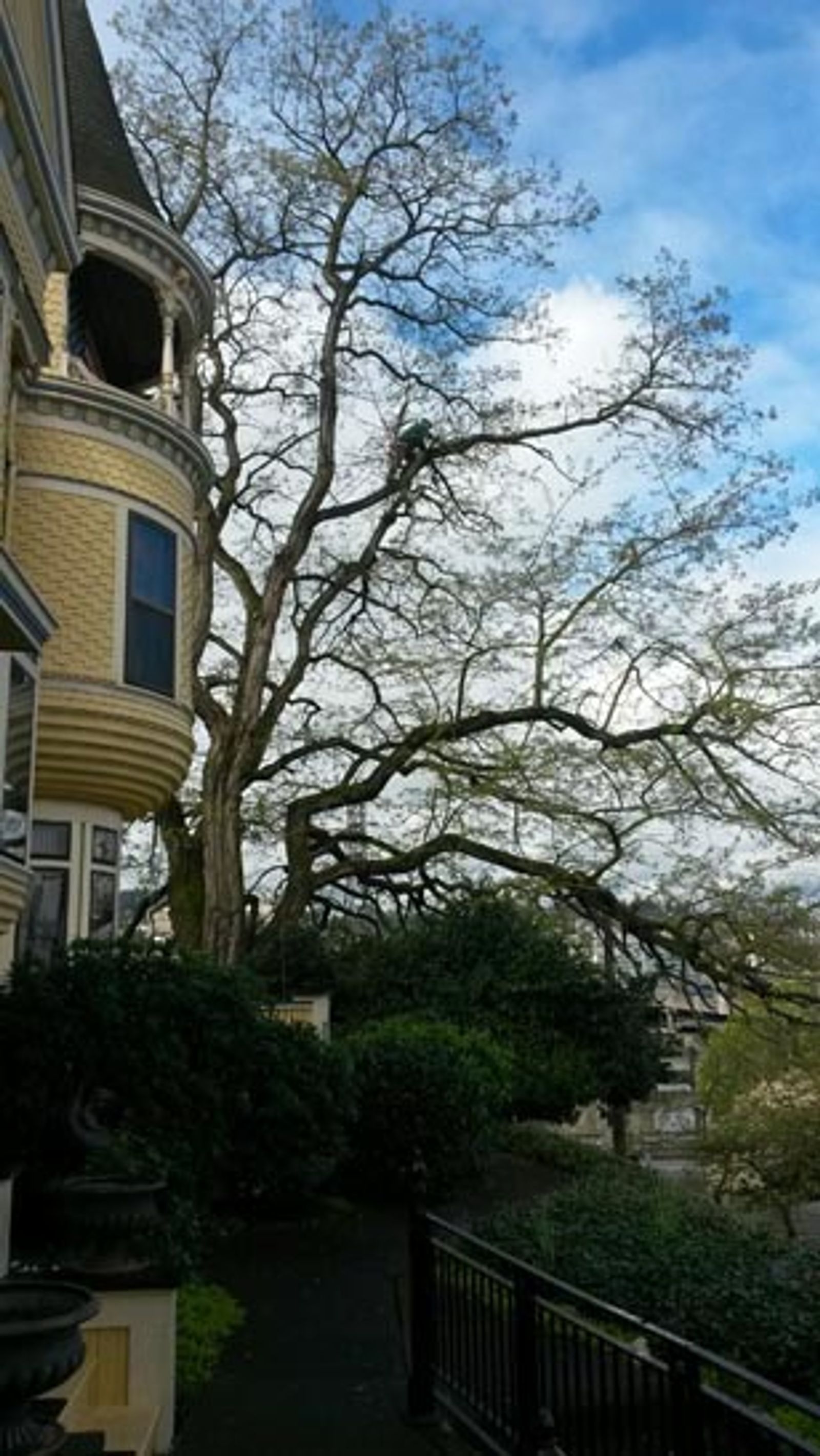 tree and other stuff