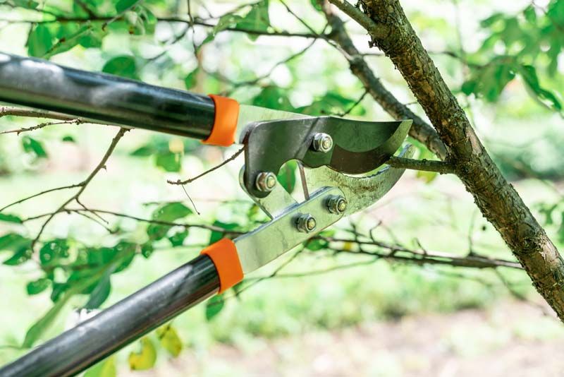 Tree Trimming & Pruning
