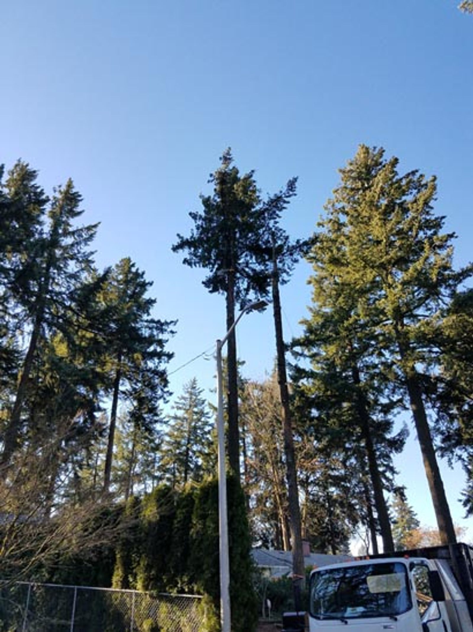 tree and other stuff