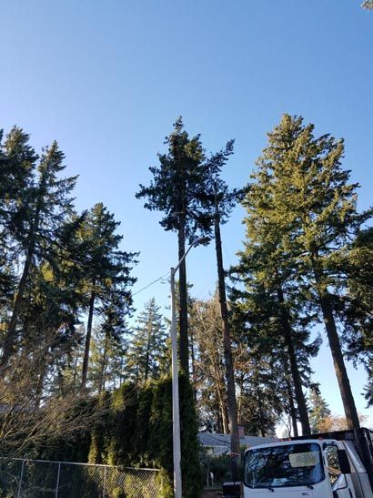 tree and other stuff