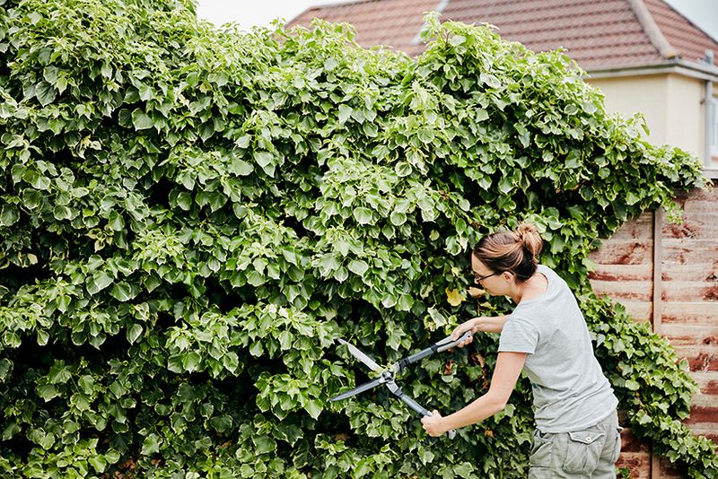 Bush Trimming & Removal