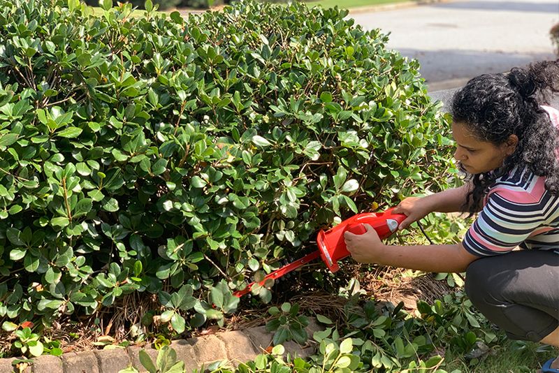 Hedge Removal