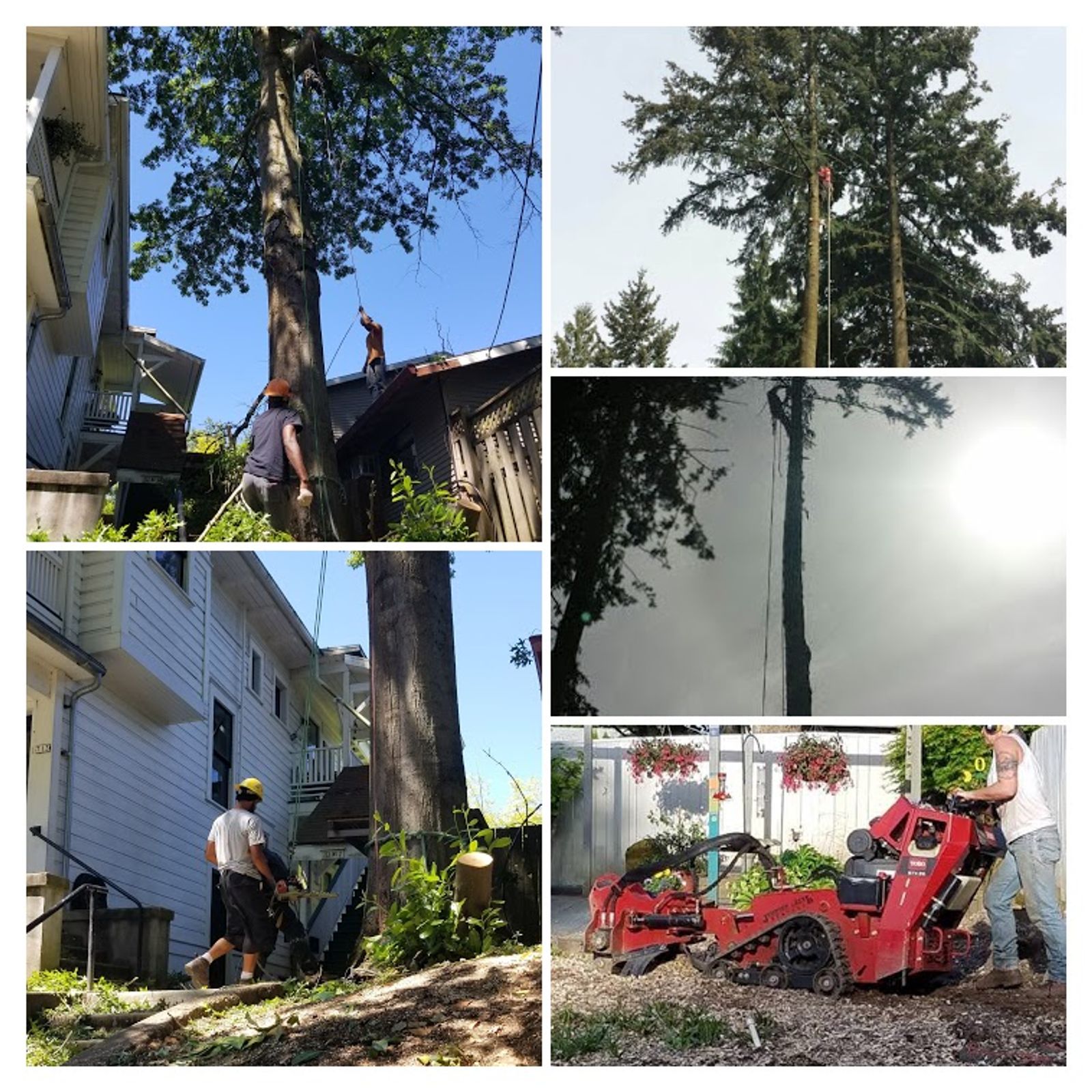 tree services