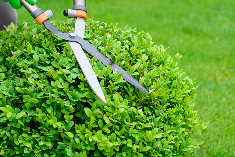 Shrub Trimming