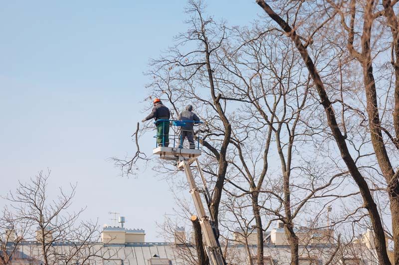 Hazardous Limb & Tree Removal
